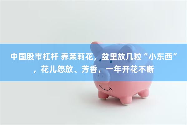 中国股市杠杆 养茉莉花，盆里放几粒“小东西”，花儿怒放、芳香，一年开花不断