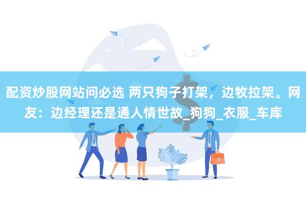 配资炒股网站问必选 两只狗子打架，边牧拉架。网友：边经理还是通人情世故_狗狗_衣服_车库
