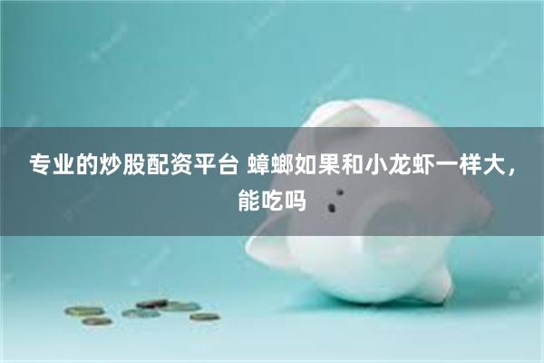 专业的炒股配资平台 蟑螂如果和小龙虾一样大，能吃吗